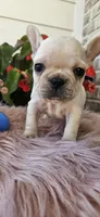 Lisa, a female French Bulldog for sale in Evans, GA – Photo 6 of 7