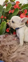 Lisa, a female French Bulldog for sale in Evans, GA – Photo 7 of 7