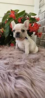 Lisa, a female French Bulldog for sale in Evans, GA – Photo 3 of 7