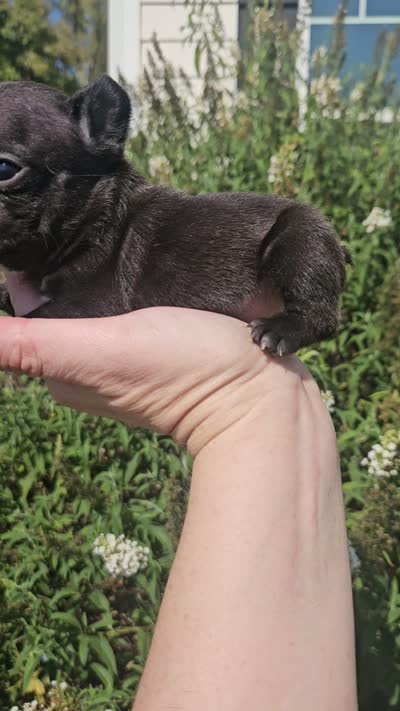 Orange Collar Female, a female French Bulldog for sale in Evans, GA – 6 of 6