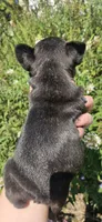 Jeremiah , a male French Bulldog for sale in Evans, GA – 5 of 6