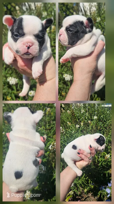 FAITH – French Bulldog puppy for sale in Evans, GA