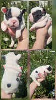 FAITH, a female French Bulldog for sale in Evans, GA – 1 of 7