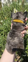 Orange Collar Female, a female French Bulldog for sale in Evans, GA – 4 of 6