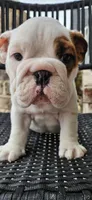 RALPH, a male English Bulldog for sale in Evans, GA – Photo 1 of 7