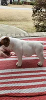 RALPH, a male English Bulldog for sale in Evans, GA – Photo 5 of 7