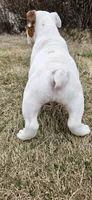 RALPH, a male English Bulldog for sale in Evans, GA – Photo 7 of 7