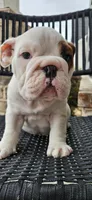 RALPH, a male English Bulldog for sale in Evans, GA – Photo 3 of 7