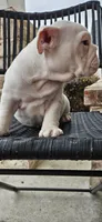 RALPH, a male English Bulldog for sale in Evans, GA – Photo 2 of 7