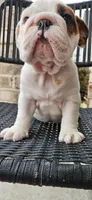 RALPH, a male English Bulldog for sale in Evans, GA – Photo 6 of 7