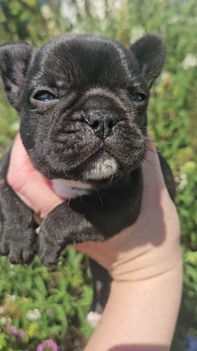 Jeremiah , a male French Bulldog for sale in Evans, GA – 6 of 6