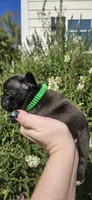 GREEN COLLAR, a female French Bulldog for sale in Evans, GA – 3 of 6