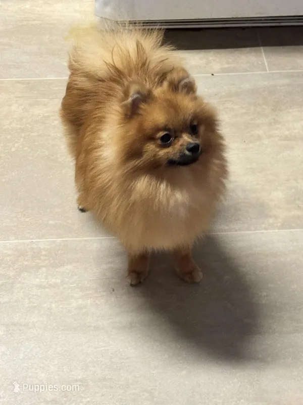 spook – Pomeranian puppy for sale in Prestonsburg, KY