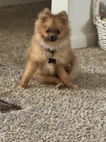 spook, a male Pomeranian for sale in Prestonsburg, KY – Photo 2 of 2