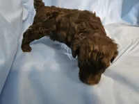 Chai, a male Poodle - Miniature  and Miniature Aussiedoodle for sale in Maryville, TN – 6 of 9