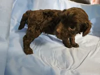 Chai, a male Poodle - Miniature  and Miniature Aussiedoodle for sale in Maryville, TN – 3 of 9