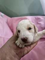 Biscuit , a female Aussiedoodle and Miniature Aussiedoodle for sale in Maryville, TN – 8 of 8