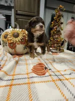 Copper, a male Miniature Australian Shepherd and Miniature Aussiedoodle for sale in Maryville, TN – 8 of 9