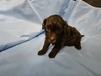 Chai, a male Poodle - Miniature  and Miniature Aussiedoodle for sale in Maryville, TN – 2 of 9