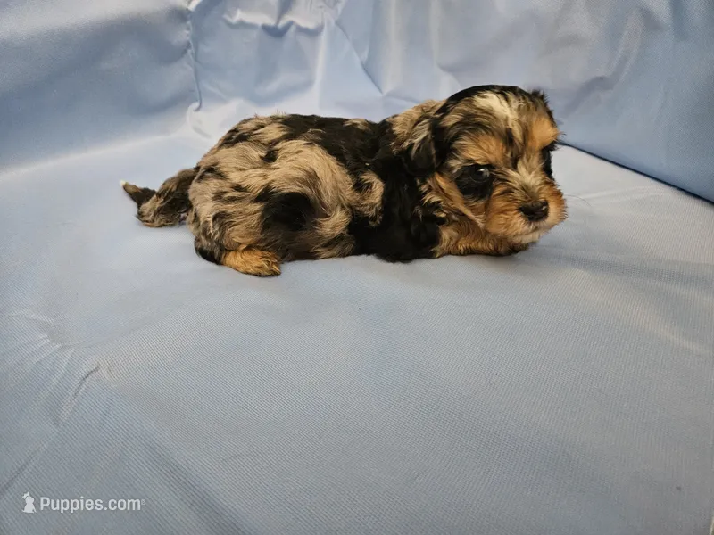 Espresso  – Poodle - Miniature , Miniature Aussiedoodle puppy for sale in Maryville, TN