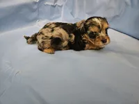 Espresso , a male Poodle - Miniature  and Miniature Aussiedoodle for sale in Maryville, TN – 1 of 9