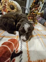AUTUMN, a female Miniature Australian Shepherd and Miniature Aussiedoodle for sale in Maryville, TN – 5 of 10