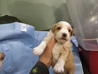 Waffle, a male Aussiedoodle and Miniature Aussiedoodle for sale in Maryville, TN – 3 of 10