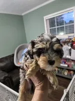 Espresso, a male Poodle - Miniature  and Miniature Aussiedoodle for sale in Maryville, TN – 7 of 10