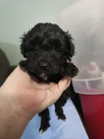 Hazelnut, a male Poodle - Miniature  and Miniature Aussiedoodle for sale in Maryville, TN – 1 of 9