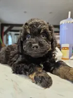 SWEAT BEE , a male Aussiedoodle for sale in Maryville, TN – Photo 6 of 6