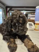 SWEAT BEE , a male Aussiedoodle for sale in Maryville, TN – Photo 3 of 6