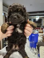 SWEAT BEE , a male Aussiedoodle for sale in Maryville, TN – Photo 2 of 6