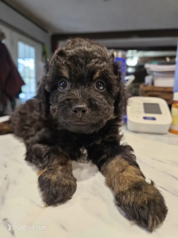 SWEAT BEE  – Aussiedoodle puppy for sale in Maryville, TN