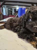 SWEAT BEE , a male Aussiedoodle for sale in Maryville, TN – Photo 5 of 6