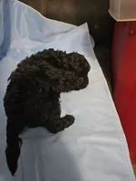 Hazelnut, a male Poodle - Miniature  and Miniature Aussiedoodle for sale in Maryville, TN – 7 of 9