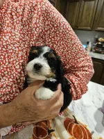EMBER, a female Miniature Australian Shepherd and Miniature Aussiedoodle for sale in Maryville, TN – 3 of 10