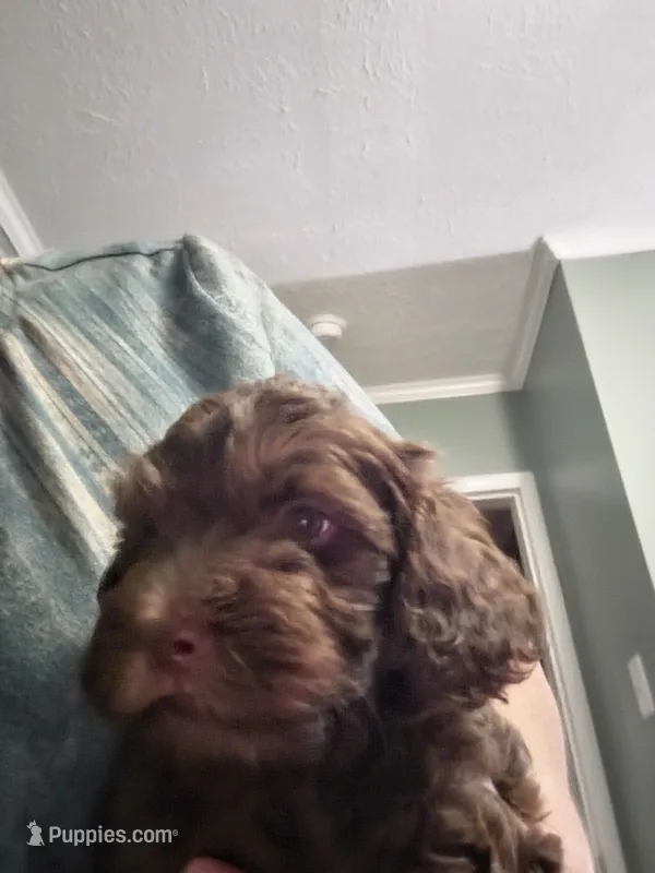 Chai – Poodle - Miniature , Miniature Aussiedoodle puppy for sale in Maryville, TN