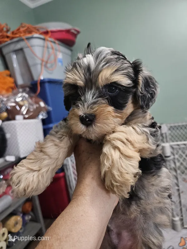 Espresso  – Poodle - Miniature , Miniature Aussiedoodle puppy for sale in Maryville, TN