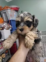 Espresso, a male Poodle - Miniature  and Miniature Aussiedoodle for sale in Maryville, TN – 8 of 10