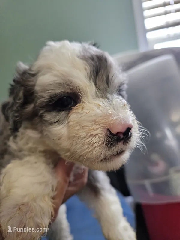 Latte – Poodle - Miniature , Miniature Aussiedoodle puppy for sale in Maryville, TN
