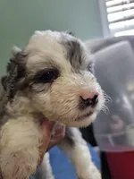 Latte, a male Poodle - Miniature  and Miniature Aussiedoodle for sale in Maryville, TN – 1 of 9