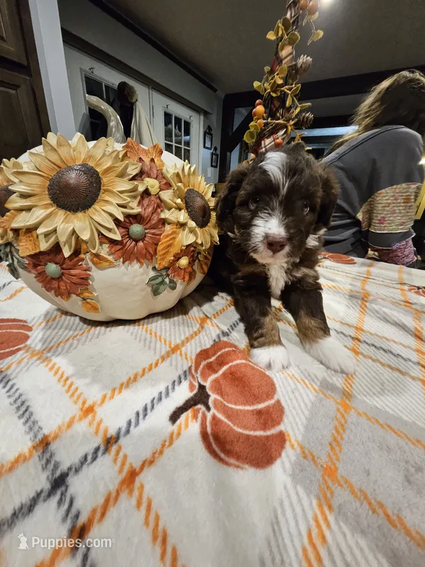 AUTUMN – Miniature Australian Shepherd, Miniature Aussiedoodle puppy for sale in Maryville, TN