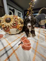 AUTUMN, a female Miniature Australian Shepherd and Miniature Aussiedoodle for sale in Maryville, TN – 1 of 10