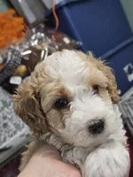 Waffle on hold, a male Aussiedoodle and Miniature Aussiedoodle for sale in Maryville, TN – 3 of 9