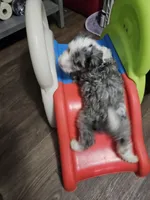 Latte, a male Poodle - Miniature  and Miniature Aussiedoodle for sale in Maryville, TN – 8 of 9