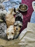 Waffle on hold, a male Aussiedoodle and Miniature Aussiedoodle for sale in Maryville, TN – 4 of 9