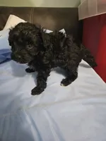 Hazelnut, a male Poodle - Miniature  and Miniature Aussiedoodle for sale in Maryville, TN – 2 of 9