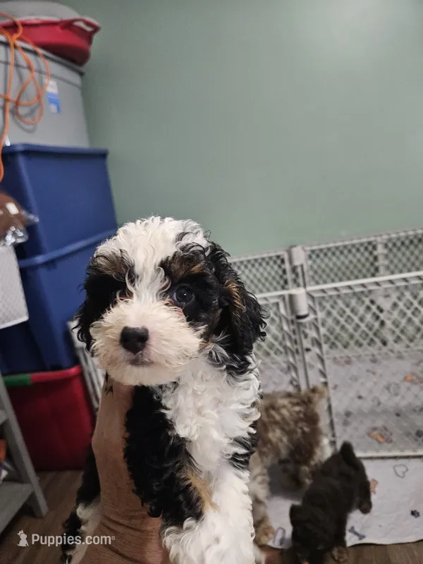 Biscotti – Poodle - Miniature , Miniature Aussiedoodle puppy for sale in Maryville, TN