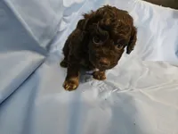 Macchiato, a male Poodle - Miniature  and Miniature Aussiedoodle for sale in Maryville, TN – 5 of 10