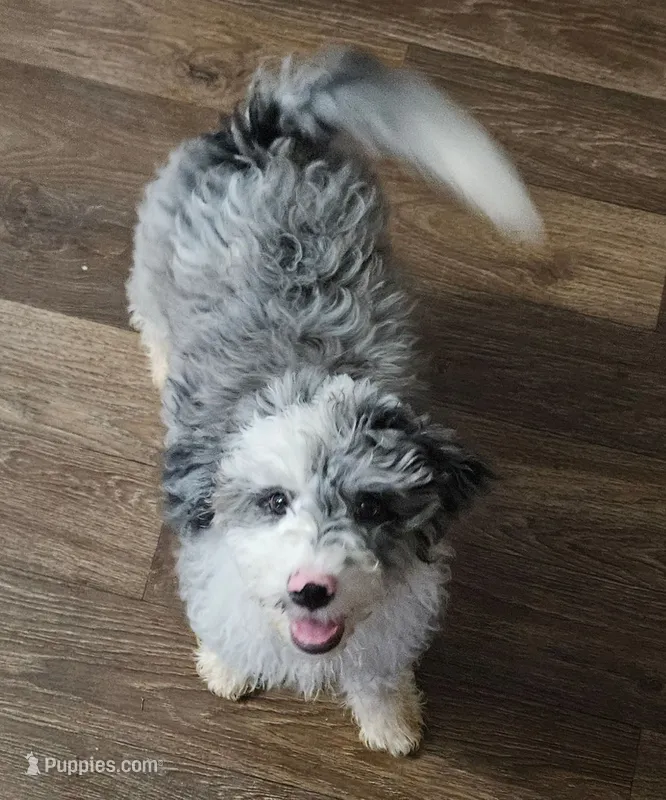 Latte  (Mini) – Poodle - Miniature , Miniature Aussiedoodle puppy for sale in Maryville, TN
